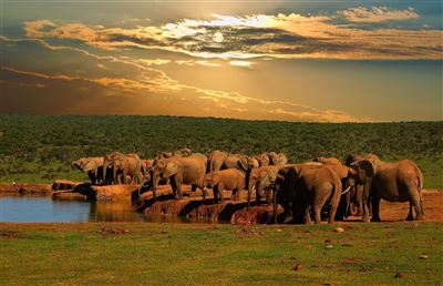 Addo Elephant Nationalpark